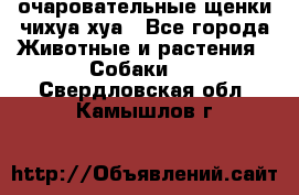 очаровательные щенки чихуа-хуа - Все города Животные и растения » Собаки   . Свердловская обл.,Камышлов г.